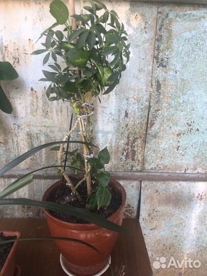 Комнатные цветы