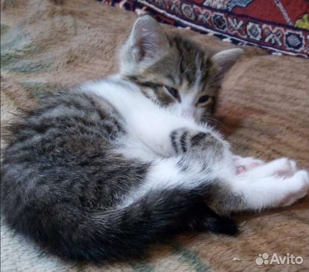 Кошечка девочка ищет дом