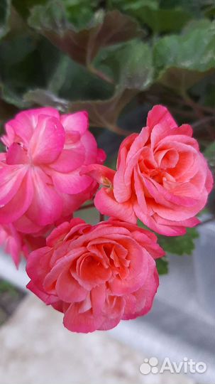 Пеларгонии сортовые