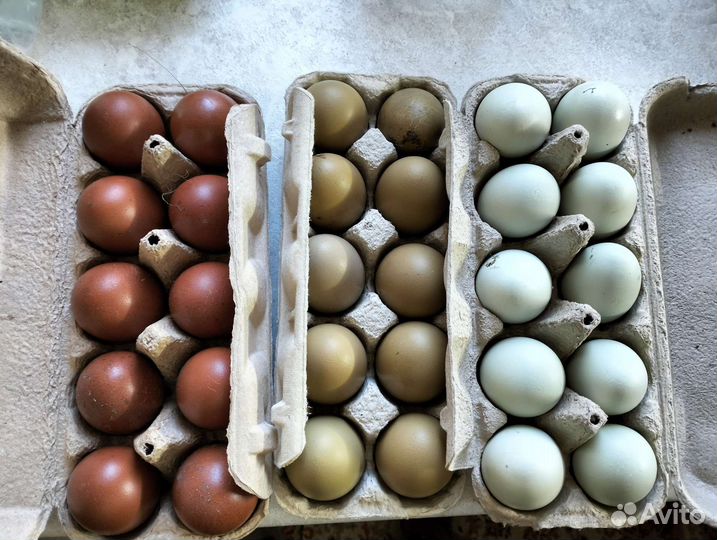 Инкубационное яйцо кур несушек