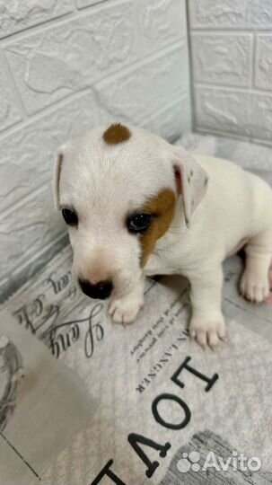 Щенки Джек Рассел терьера