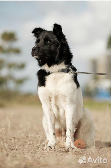 Собака Северус Снейп