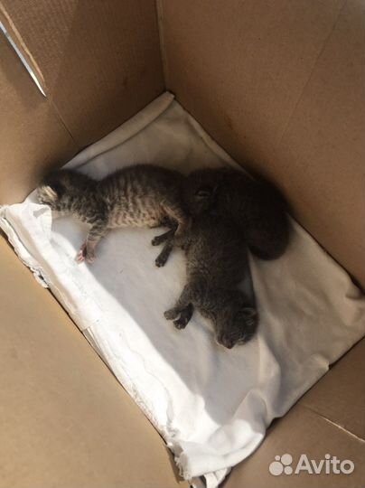 Кошка