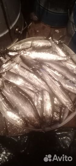 Ряпушка свежая