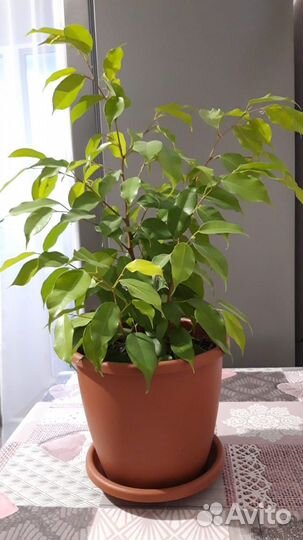 Бенджамина