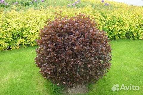 Декоративные кустарники