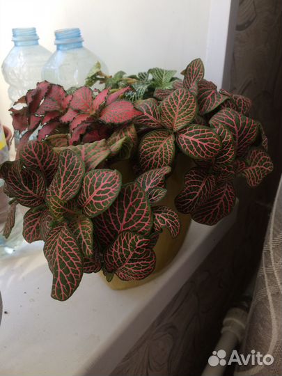 Цветы комнатные