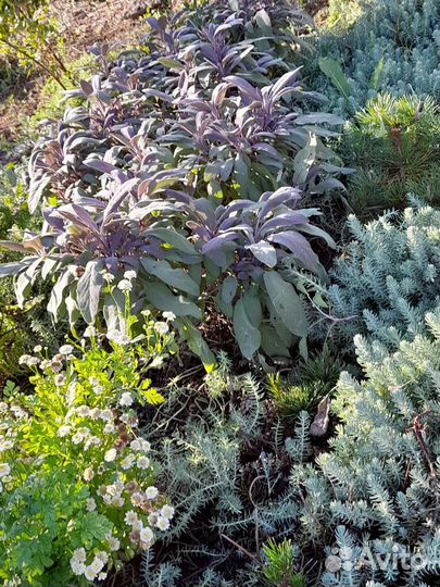 Растения для сада