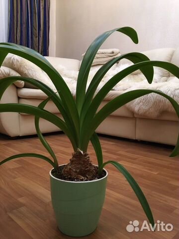 Гиппиаструм