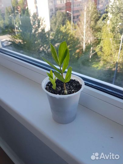 Замиокулькос