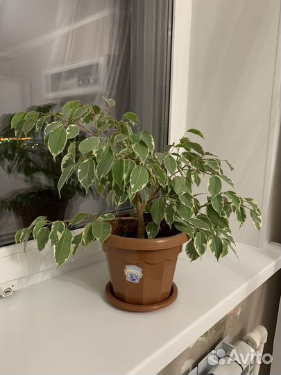 Фикус бенджамина