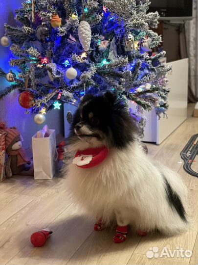 Немецкий шпиц вязка