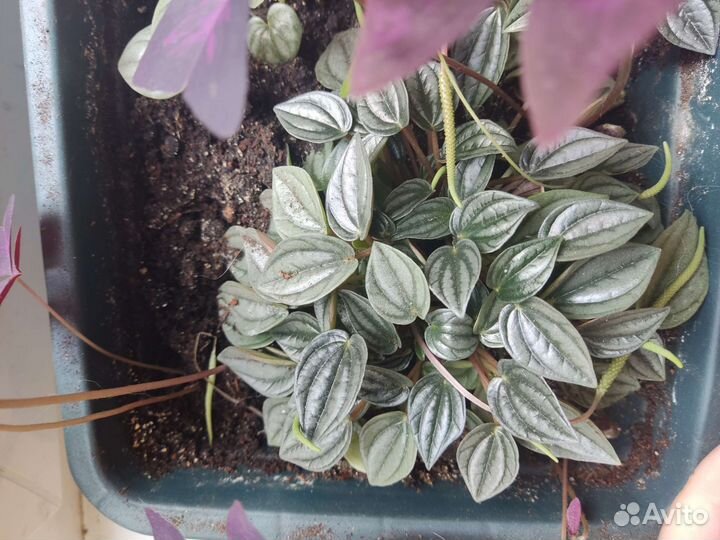 Пеперомия цена за все