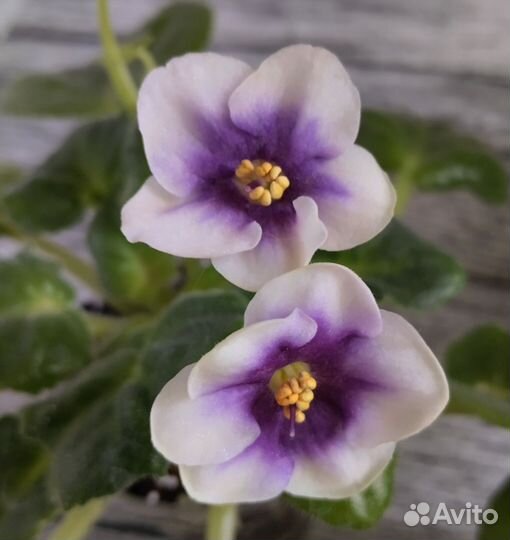 Фиалка.Набор стартеров