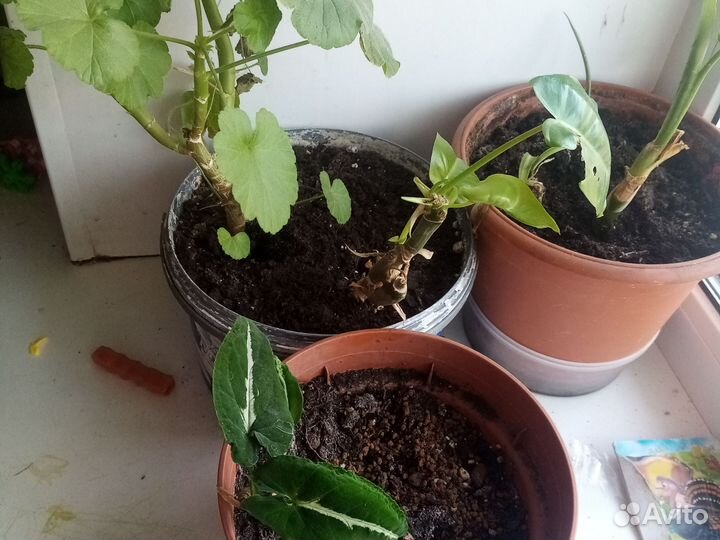Кротон и цветочки