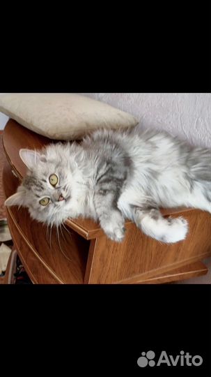 Кошечка найденыш