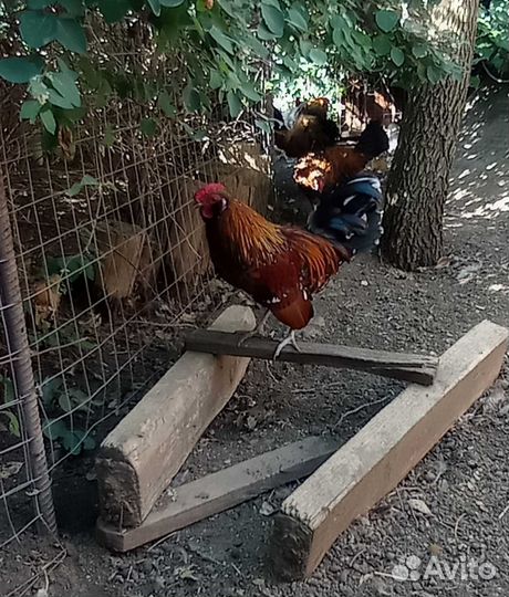 Карликовые петушки