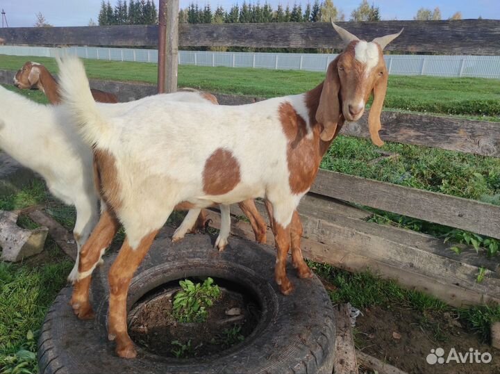 Козочки нуб-камори