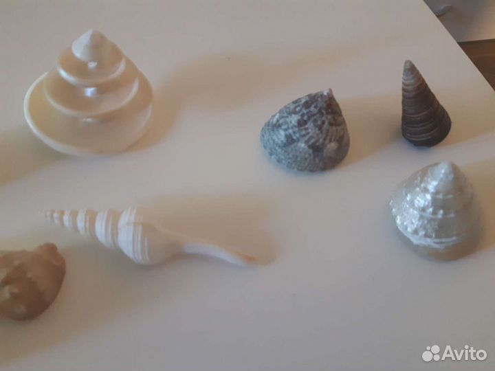 Морские ракушки,звезды