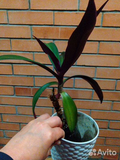 Традесканция рео