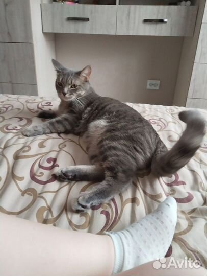 Кошка кот