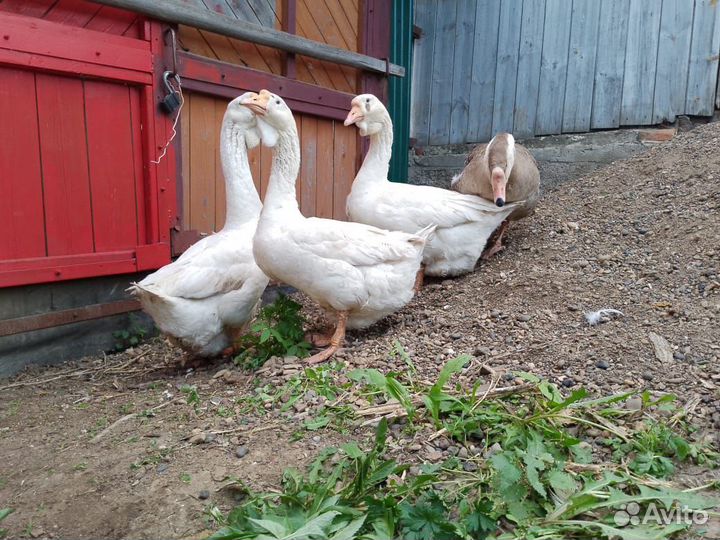 Гуси Линда смесь холмогора