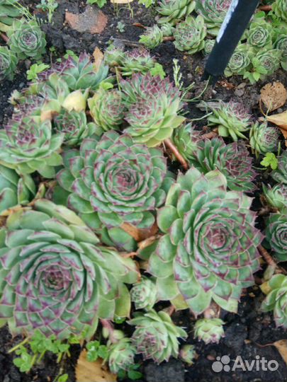 Суккуленты