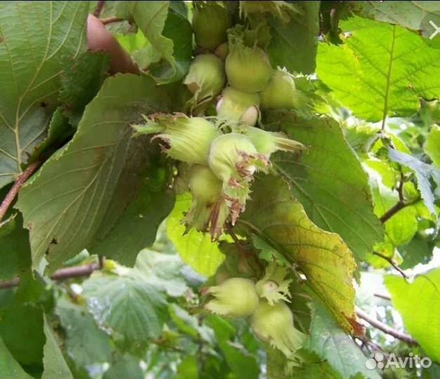 Орех миндаль, грецкий,фундук трапезунд