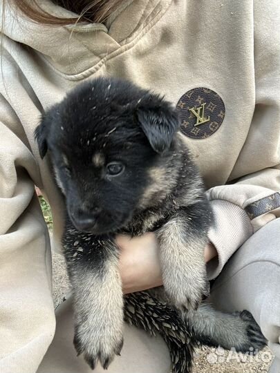 Щенок метис