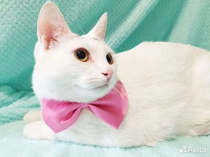 Белая котомалышка Ванилька ищет семью