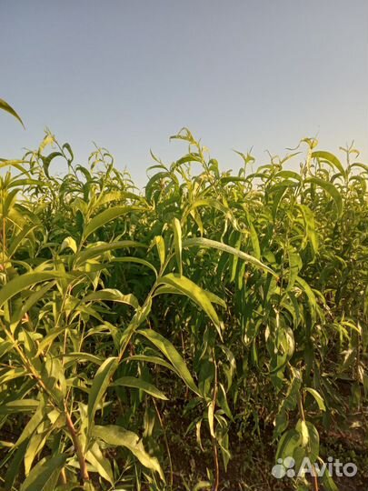 Саженцы персика оптом