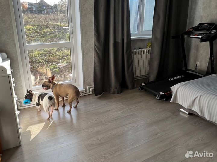 Передержка для собак