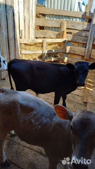 Бычки сементалы