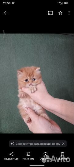 Персидская