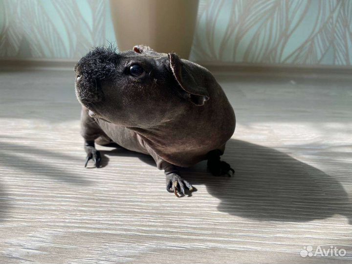 Морская свинка скинни