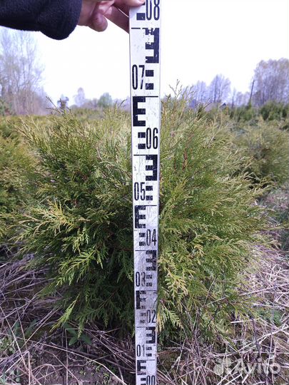 Туи шаровидные