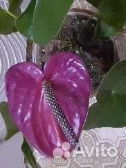 Антуриум юта