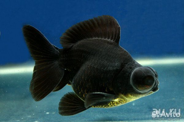 Золотая рыбка. Телескоп. Растения. Фон. Коряги