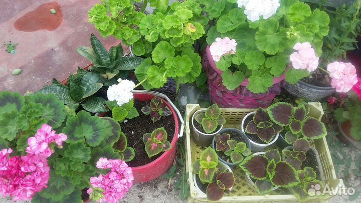 Герани. Образцы цветения