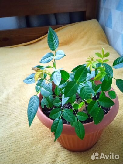 Роза комнатная домашняя