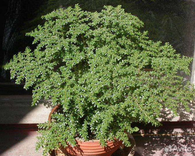 Пилея мшистая 2 сорта