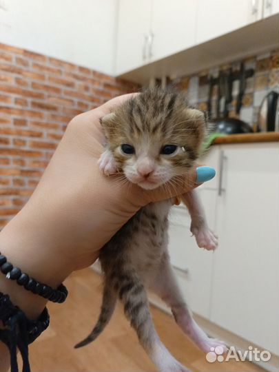 Котята в добрые руки бесплатно