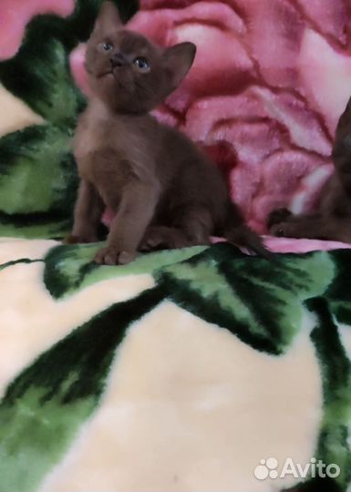 Бурманские котята