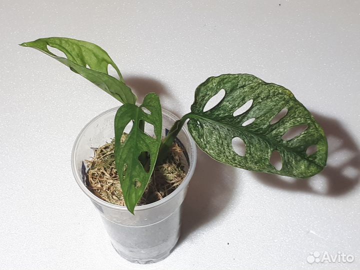 Монстера индо минт