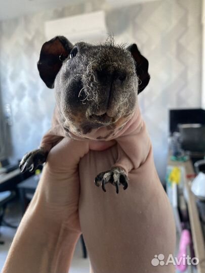 Морская свинка скинни Вязка