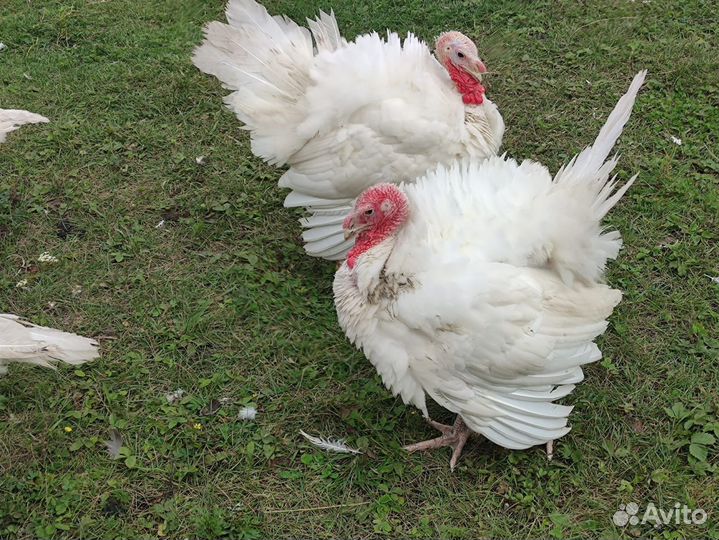 Цыплята бройлер, Гуси, Ин-ка, Мясо, Творог/Сливки