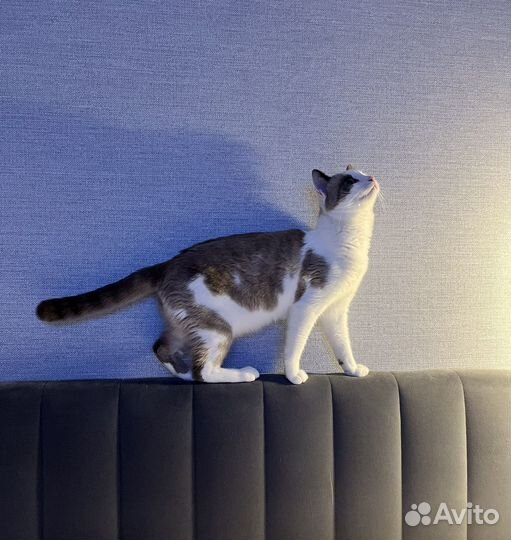 Шикарный кот для вязки