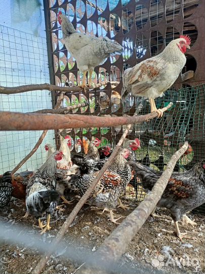 Молодые петухи