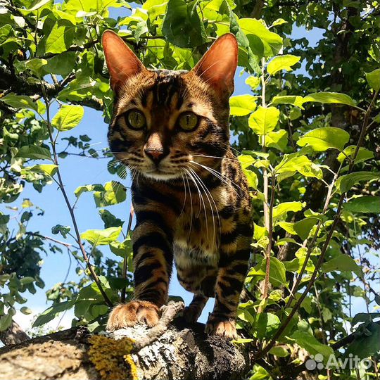 Бенгальский кот на вязку