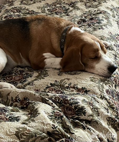 Бигль в добрые руки